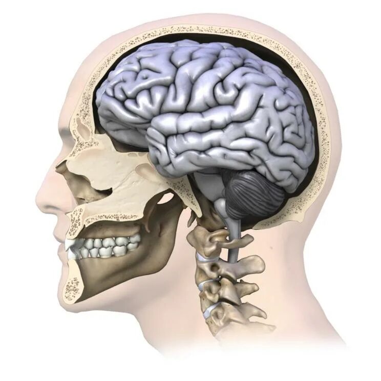 Tiny Tunnels Between Your Brain and Skull Help Fight Disease Mental Floss