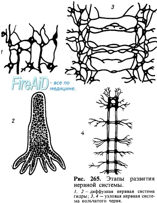 Филогенез нервной. Филогенез нервной системы сетчатая нервная система. Диффузная нервная система трубчатая. 1. Этапы филогенеза нервной системы.. Эволюция нервной системы сетчатая-Узловая- трубчатая.