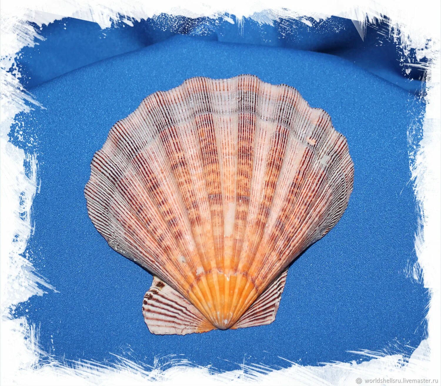 Интернет ракушка. Морской гребешок моллюск. ракушка львиная лапа. ракушка гребешок. ракушка плоская.