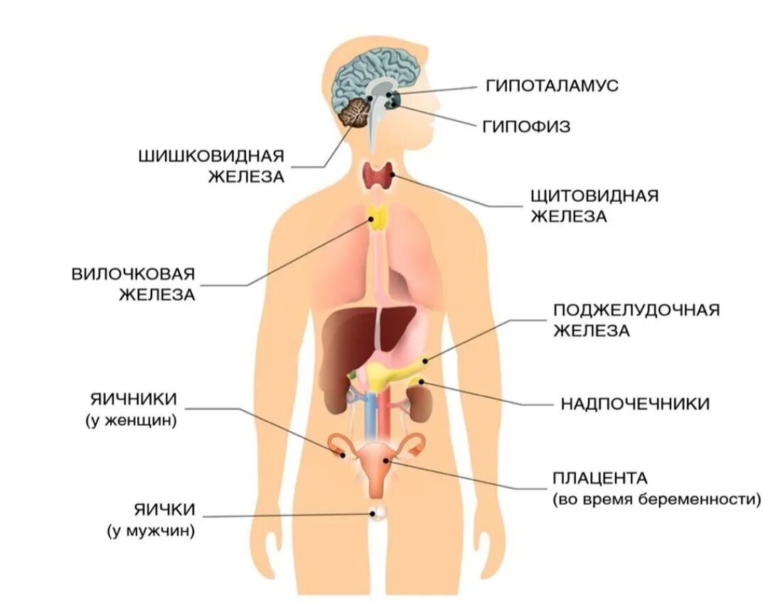 Схема расположения желез внутренней секреции в организме человека. Железы внутренней секреции. Схема строения эндокринной системы. Железы эндокринной системы. Эндокринные железы человека схема.