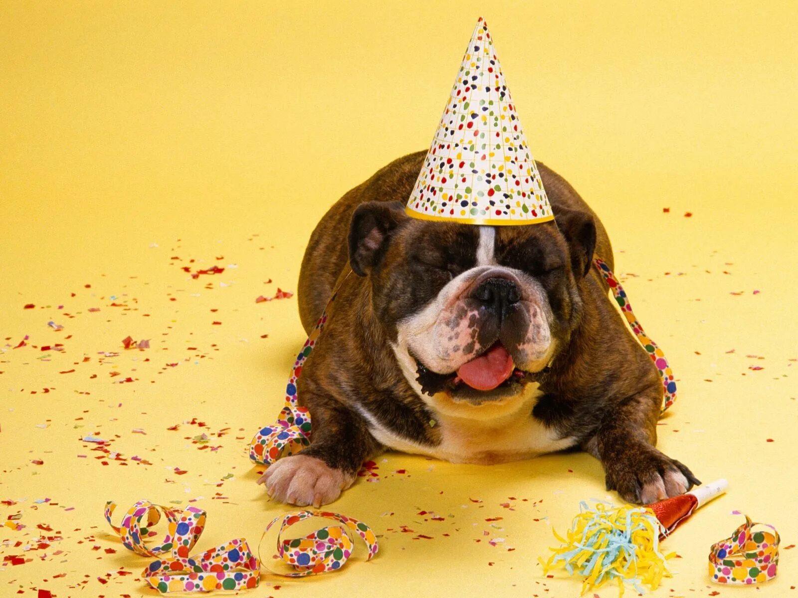 С днем прикольных праздников. Смешные открытки с днем рождения. С днем рождения животные. Собачка в праздничном колпаке. Животные поздравляют с днем рождения.