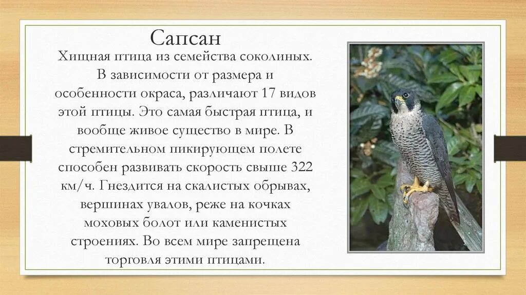 Рассказ о соколе. Сапсан красная книга крыма. сокол сапсан рассказ для детей. сапсан птица красная книга краткое описание. сокол сапсан краткое описание.