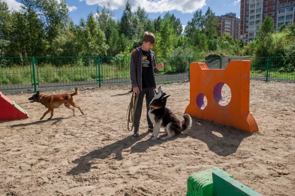 Кочуровский парк собачья площадка. Большие собачьи площадки. Площадка для собак. Большие собачьи площадки. Площадка для выгула собак москва.