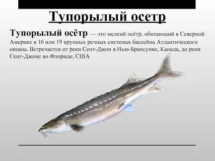 Известно что русский осетр крупная проходная рыба