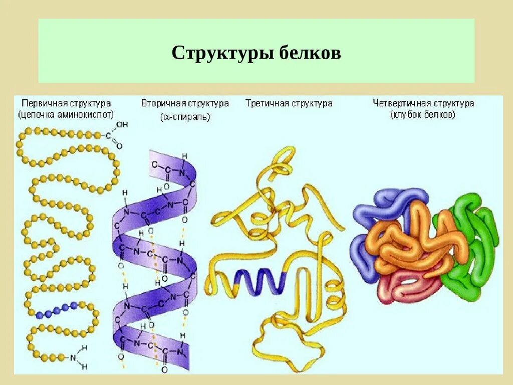 Структура белков первичная вторичная третичная четвертичная. Органические соединения белки строение.структура. Органические вещества клетки белки строение.