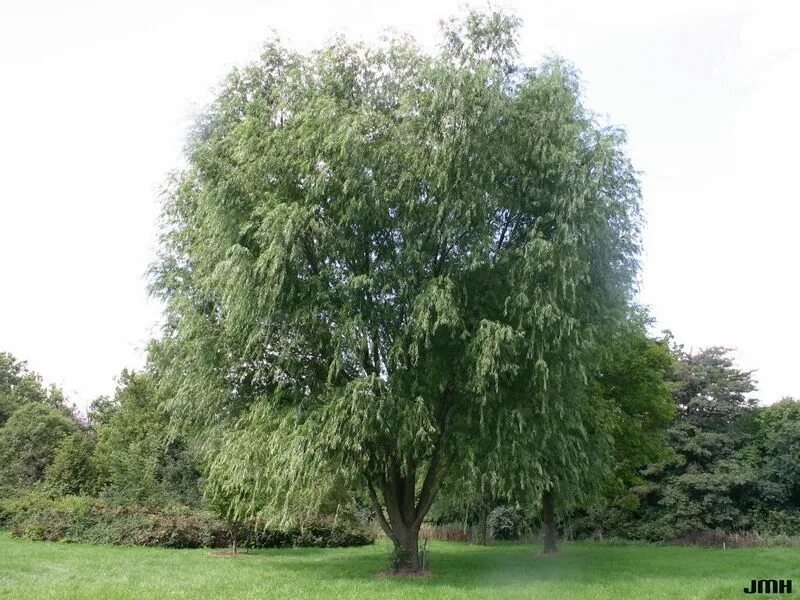 Ветла дерево фото. Ива белая (salix alba). ива белая (salix alba l.). ива белая ветла. ива белая и ива ломкая ива козья.