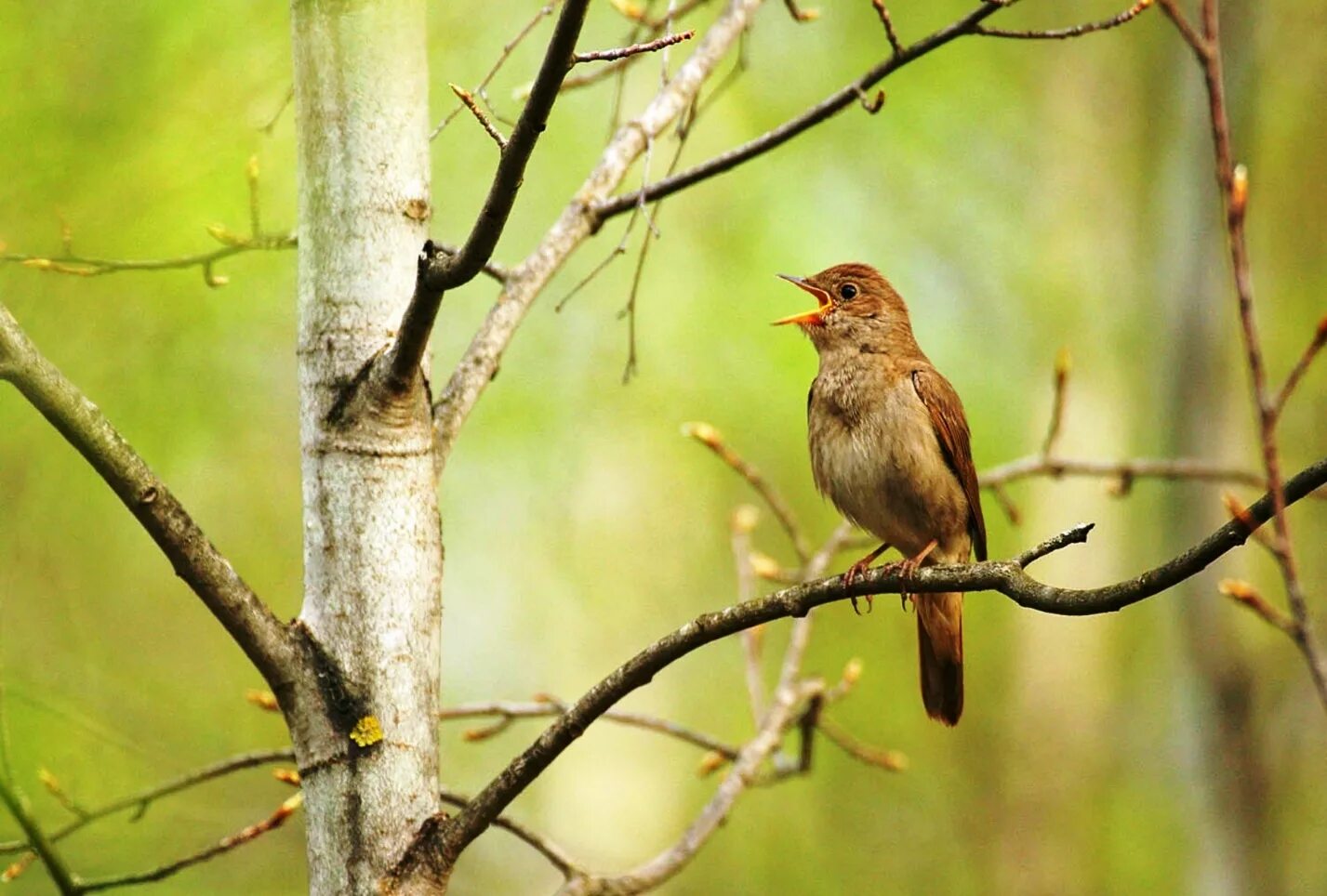 соловьи в березовой роще. соловей на дереве. соловьи в березовой роще. соловей в черемухе. соловей соловушка.