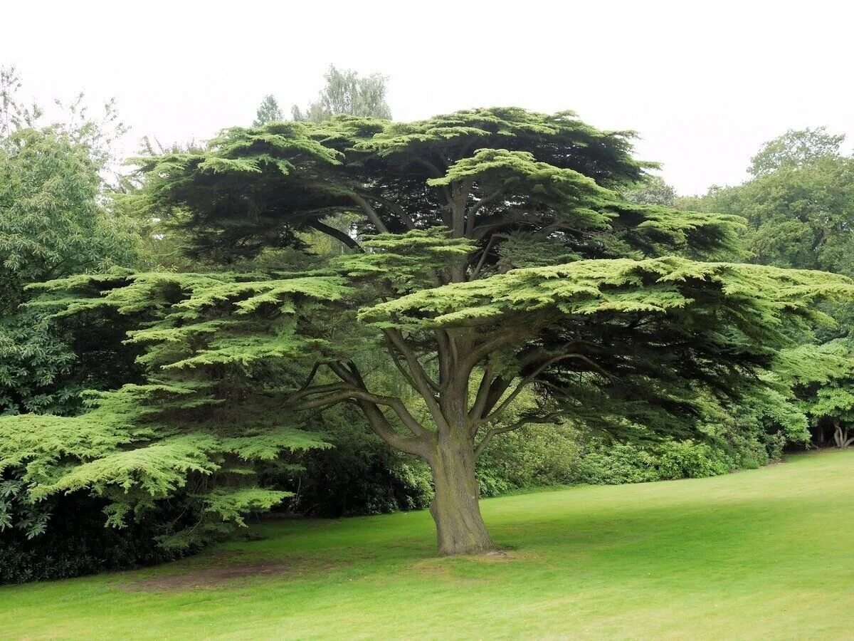 Древние хвойные. Cedrus libani. Кедр атласский дерево. Кедр ливанский Пендула. Кедр ливанский дерево.