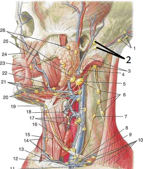 Лимфоузлы шеи топографическая анатомия. Шейные лимфоузлы строение. Околоушные лимфоузлы анатомия. Околоушные лимфоузлы расположение анатомия.