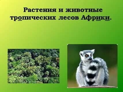 Тропические леса 1 класс окружающий мир