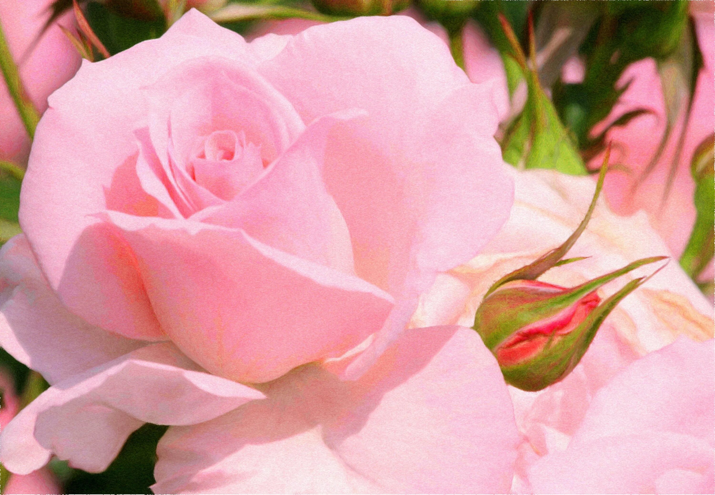 Розовые розы год песни. Розовые розы. Нежные розовые розы. Розы нежно розового цвета.