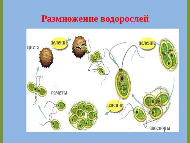 Размножение бурых водорослей. Размножение бурых водорослей 6 класс. Размножение бурой водоросли. Отдел бурые водоросли способы размножения.