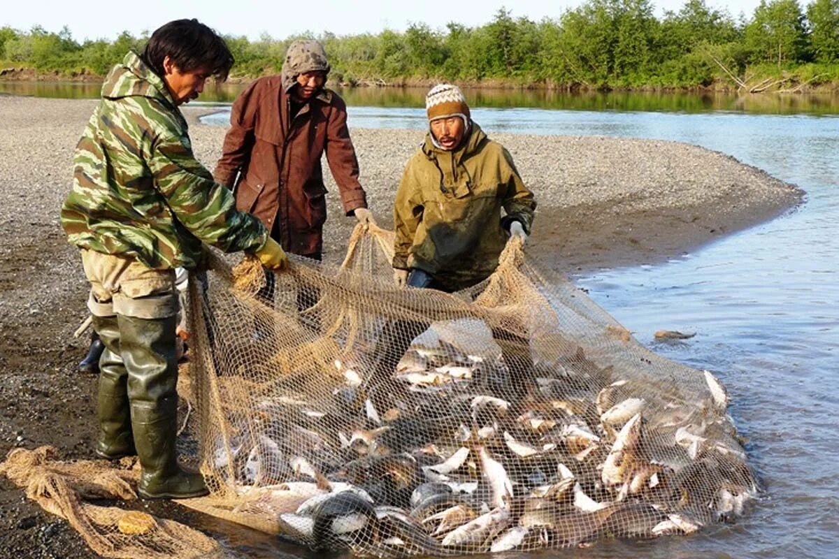 Любительская ловля. Кета рыболовство нанайцы. Удэгейцы рыболовство. Нанайцы рыболовство и охота. Ханты и манси рыболовство и охота.