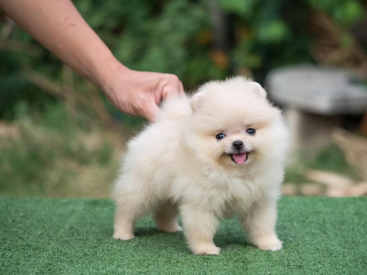собака Cute dogs, Boo the dog, Cute pomeranian
