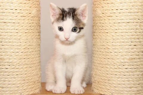 Cat small