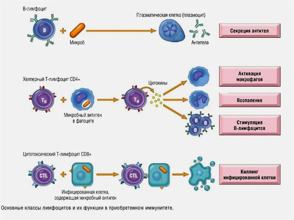 Сд лимфоциты. Т-лимфоциты и в-лимфоциты схема. Схема иммунного ответа патофизиология. Функция в лимфоцитов и т лимфоцитов биология 8 класс. Т клетки b клетки иммунная система.