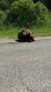 Медведь на трассе