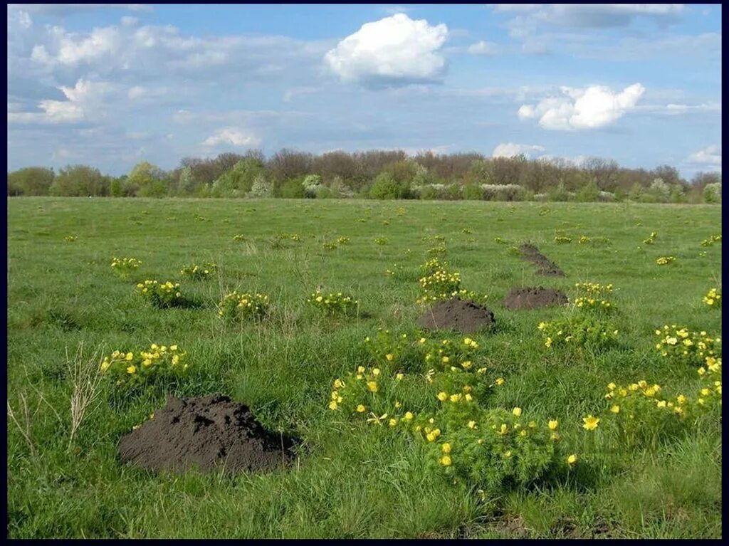 Какая природная зона в курской области. Стрелецкая степь Курская область заповедник. Стрелецкий участок Центрально-Черноземного заповедника Алехина. Центральный Курский Черноземный заповедник. Заповедник Алехина Курск.