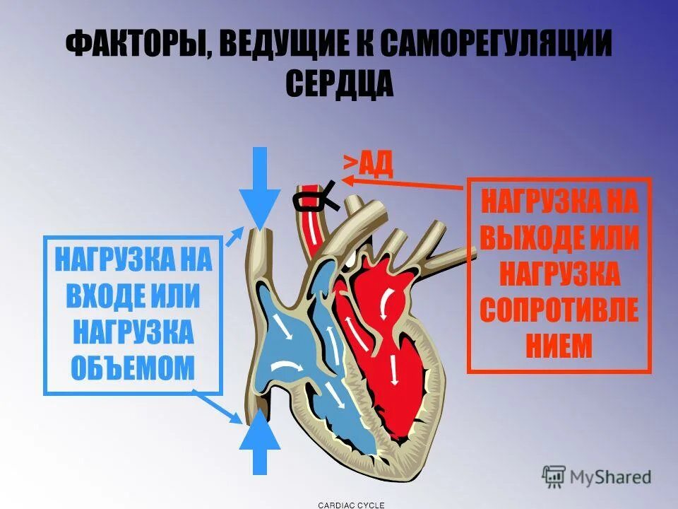Гемодинамическая функция сердца. Сердце, его гемодинамические функции. гемодинамические функции сердца. сердце и его гемодинамическая функция.