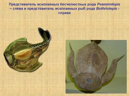 Низшие позвоночные