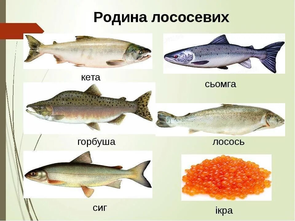 Лосось или семга в чем разница. Горбуша форель семга отличия. Кета и горбуша это лососевые. Рыбы семейства лососевых названия. Горбуша кета кижуч отличия.