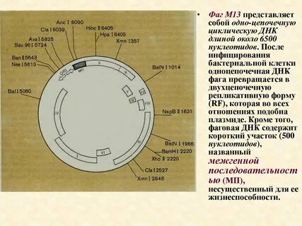 13 циклов