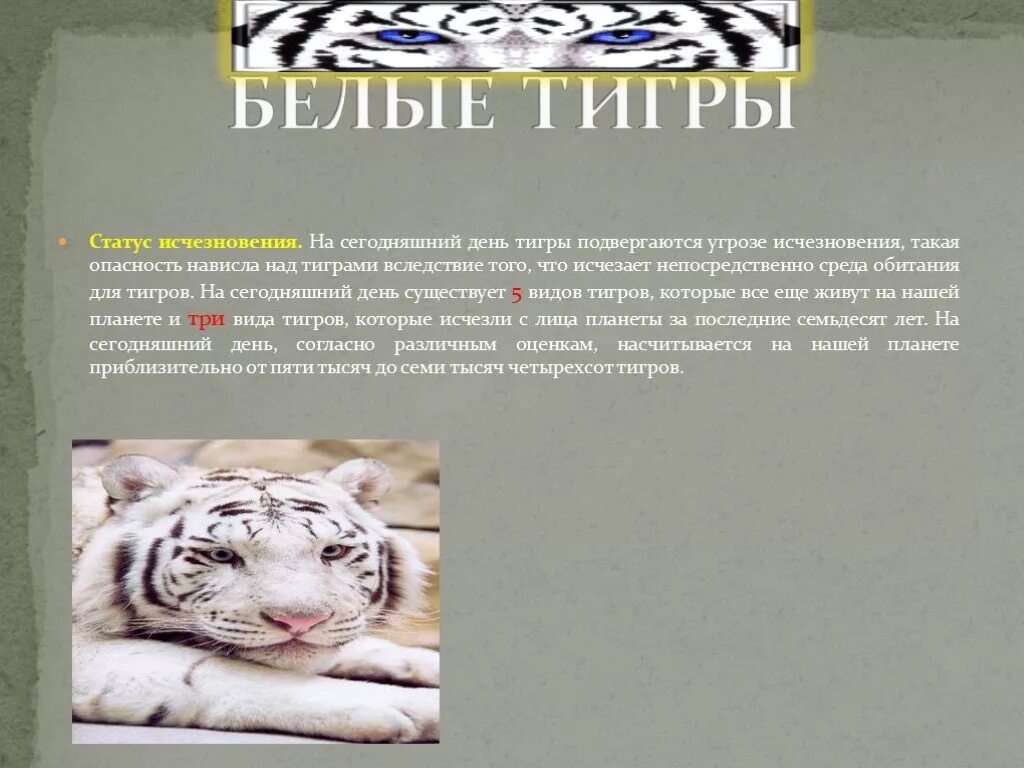 Белый тигр 2 класс. Причины исчезновения белого тигра. белый тигр красная книга краткое описание для 2 класса. белый тигр красная книга краткое описание для школьников 2. доклад о белом тигре.