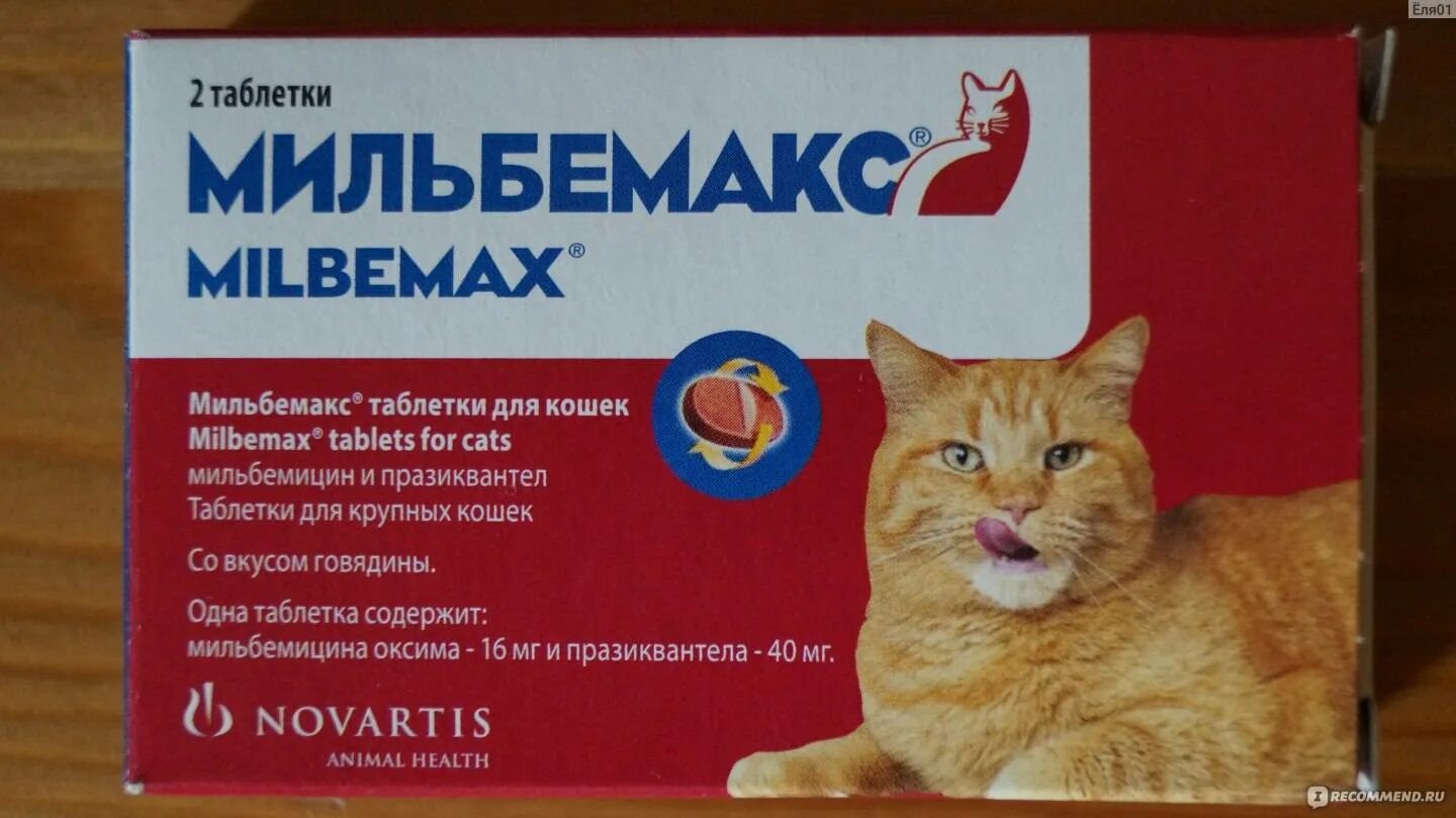 Что можно кошке от аллергии