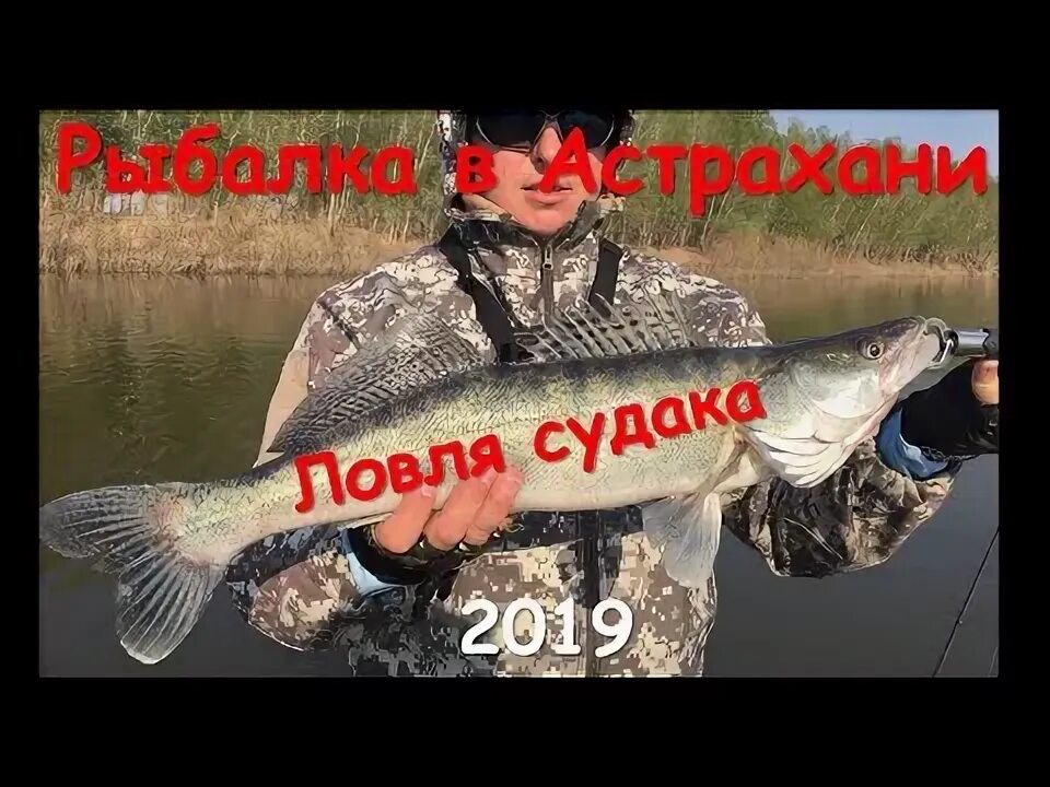 Клев судака в астрахани. Клев судака в астрахани