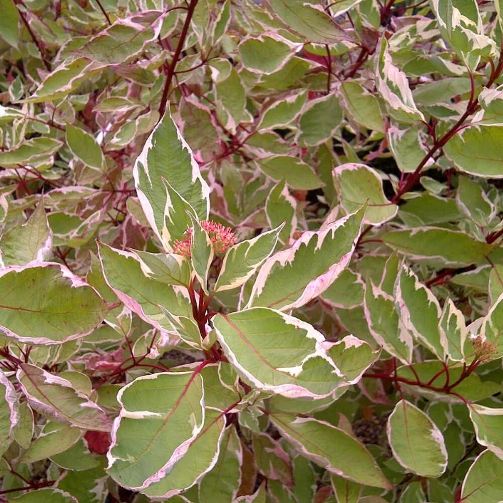 Дерен пестролистный описание. Дерен Элегантиссима. Дерен белый Cornus Alba. Дерен Сибирика Вариегата.