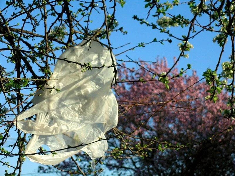 Bagged tree