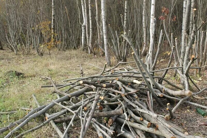В лесу можно собирать сухостой. Поваленное дерево в лесу. расчистка леса от сухостоя. валежник в лесу. сухостой в лесу.