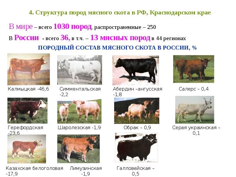 Крупный рогатый скот кто относится. Породы мясной продуктивности крс. основные мясные породы крупного рогатого скота разводимые в россии. основные породы крупного рогатого скота мясного направления в россии. породы мясо-молочного направления продуктивности крс.