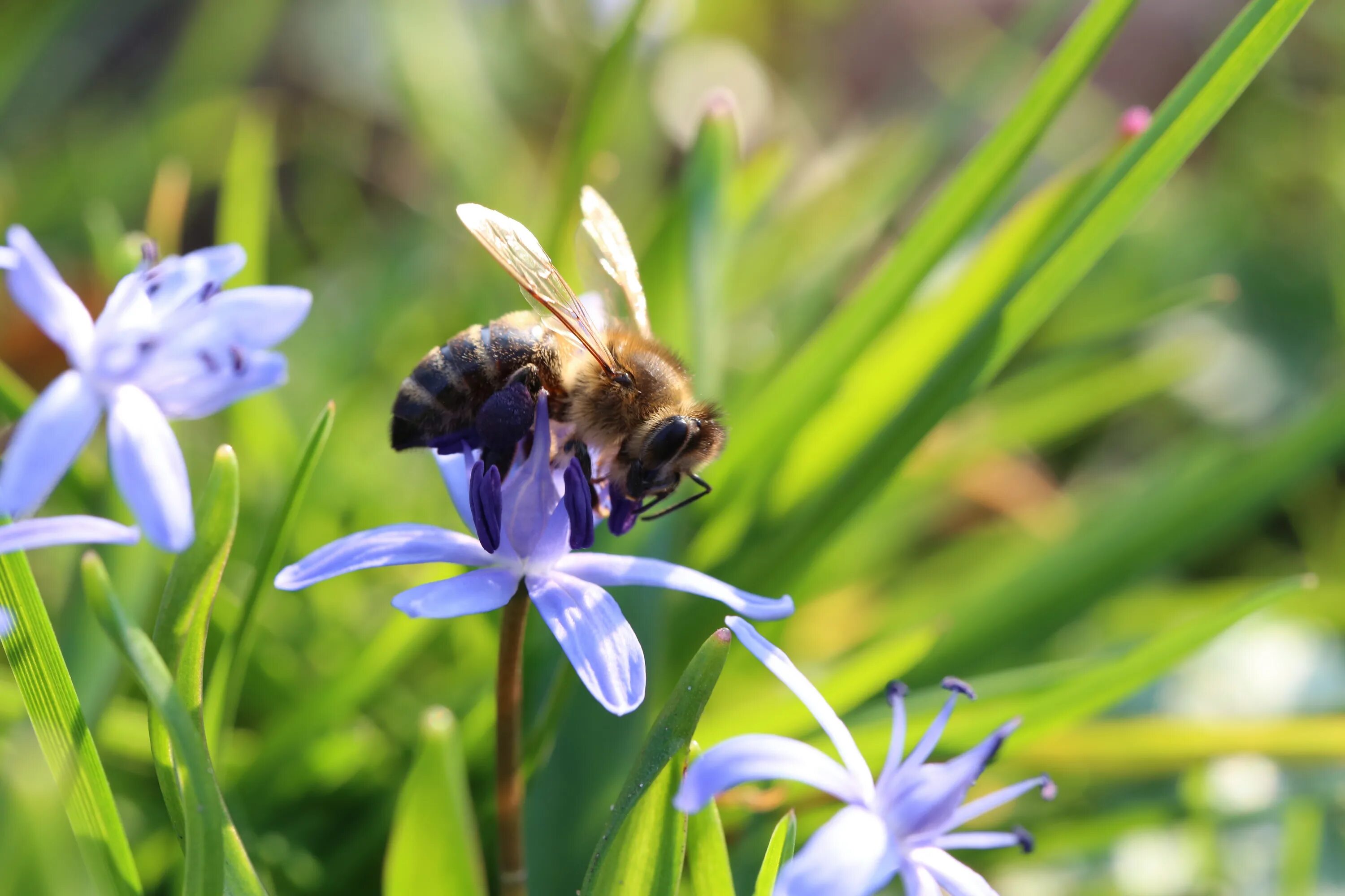 Honey meadow. Разнотравье Луга пчелы Рой. Пчелы на лугу. Насекомые Луга пчела. Пчела Луговая.