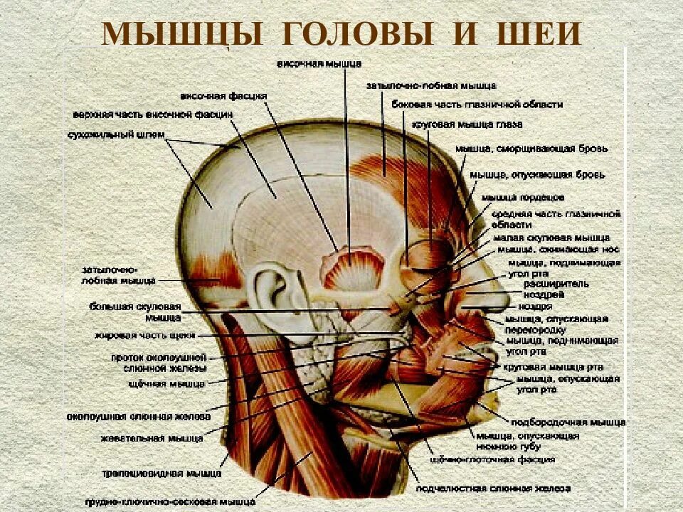 Мышцы головы и шеи анатомия. Анатомия мышц головы и шеи человека. Голова строение головы человека.