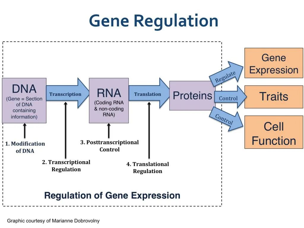 Gene Regulation. Gene expression. Functions of Genes. ВОПО Gene. Expression definition