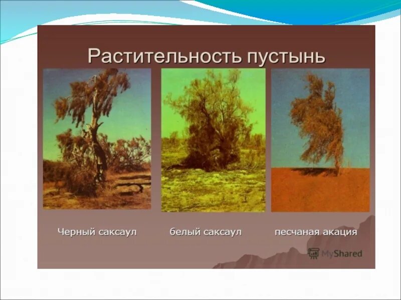 Саксаул природная зона обитания. Растительный мир пустыни. Саксаул природная зона. Растительный мир пустыни саксаул. Пустыня природная зона саксаул.