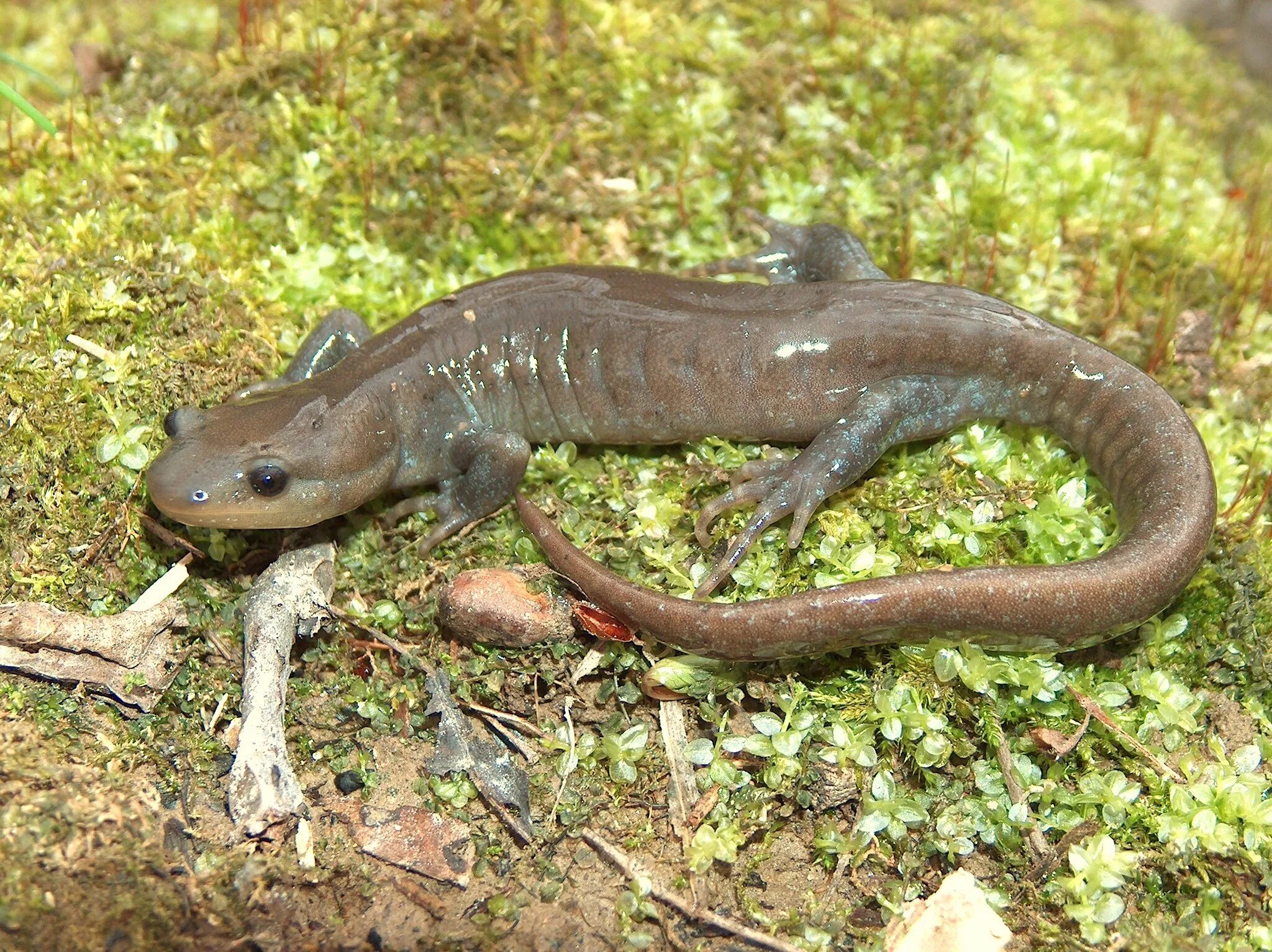 Личинка ящерицы. Амбистома и аксолотль. Аксолотль взрослый амбистома. Ambystoma mexicanum взрослая особь. Саламандра амбистома аксолотль.