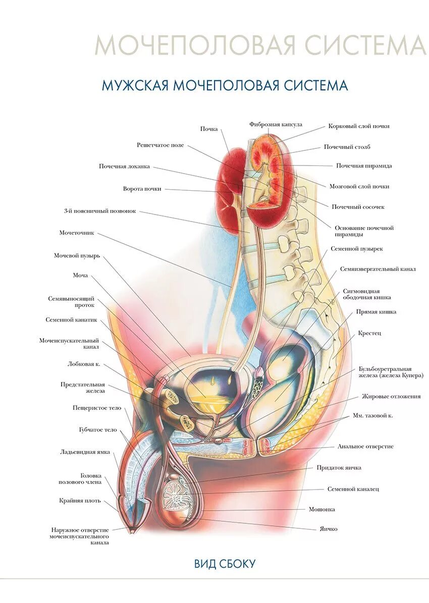 Мочеполовая система мужчины анатомия вид сбоку. Анатомический атлас человека Мочеполовая система. Строение мочеполовой системы человека мужчины. Строение женской мочевой системы.