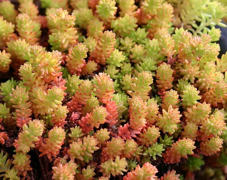 Очиток фото. Седум Винтер лимон. Очиток Sedum. Sedum растение. Очиток Винтер.