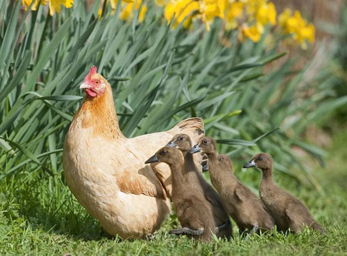 курочка с цыплятами. курица наседка квочка. курица и утята. куры мамы. курица наседка квочка.