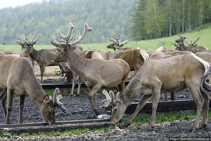 Стадо маралов. Стадо маралов. Мараловодческое хозяйство чемал. Алтайский заповедник марал. К какому уровню организации относится стадо маралов.