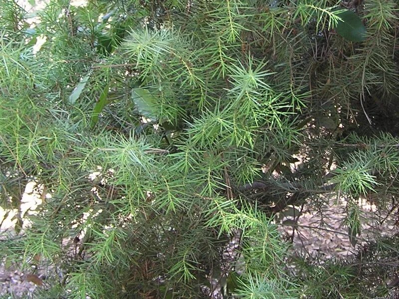 сосна обыкновенная пинус сильвестрис ватерери. пихта корейская molli. душистая сосна. душистая сосна. душистая сосна.