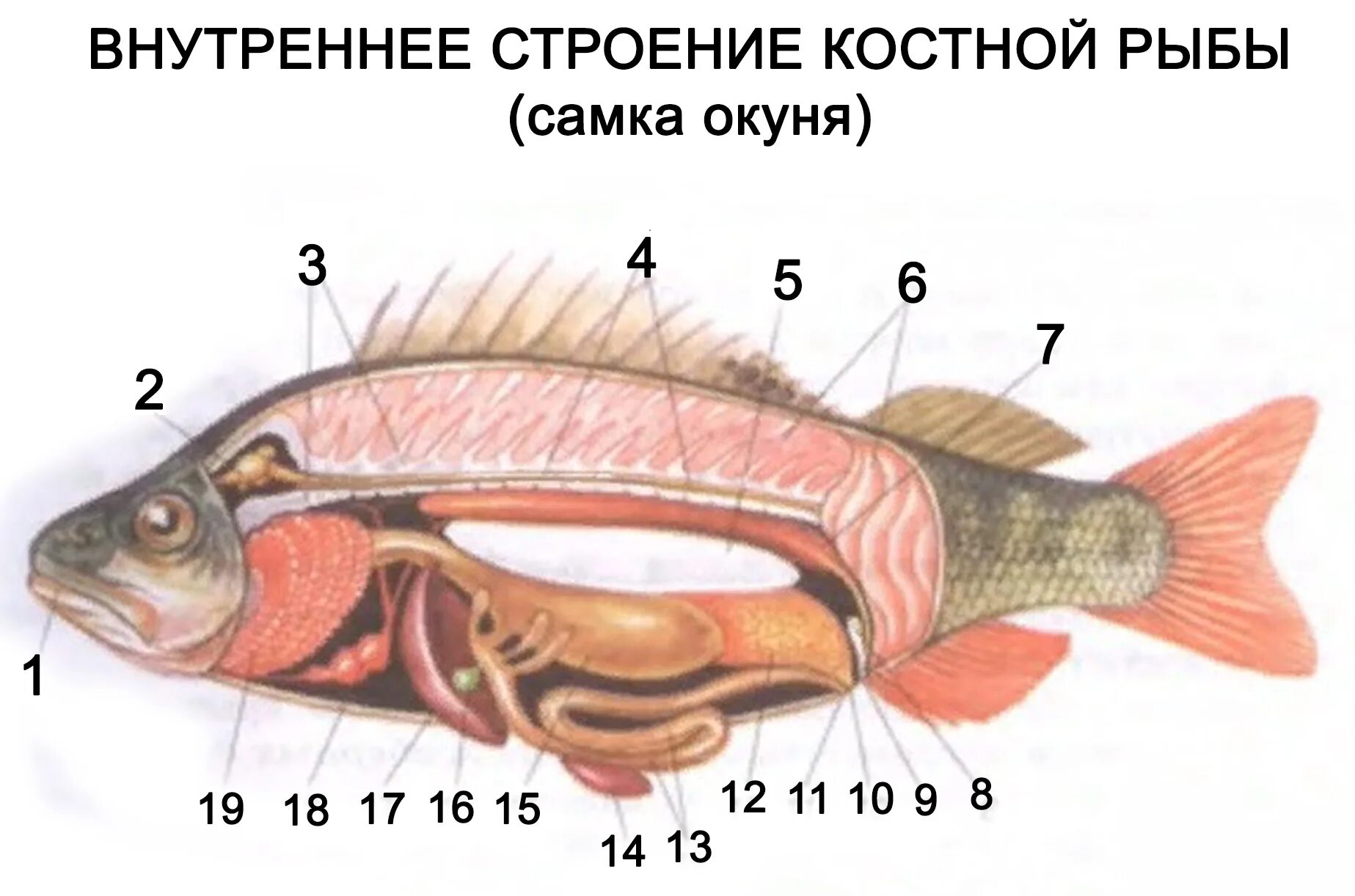 Плавательный пузырь щуки. Строение форели желчный пузырь. Строение рыбы. Внутреннее строение костной рыбы. Костные рыбы строение.