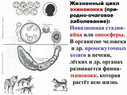 Стадии эхинококка
