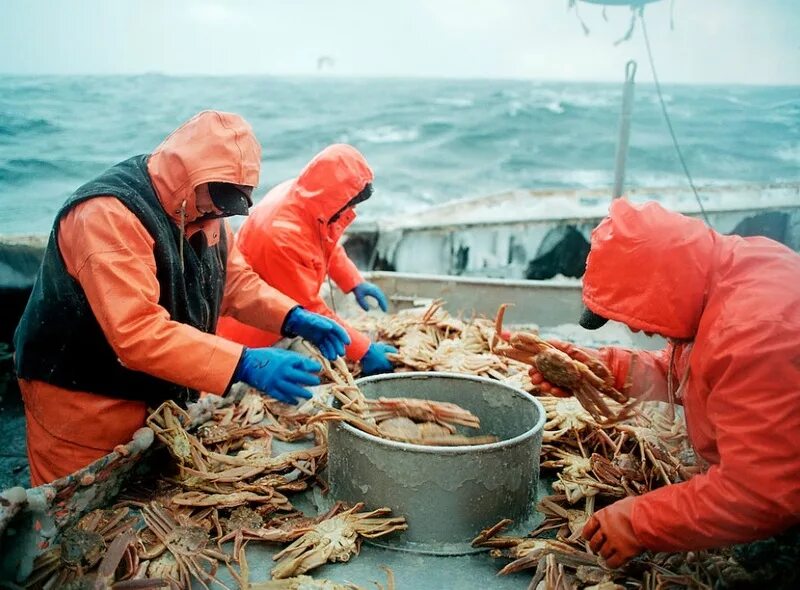 Морской промысел рыб. Ловля крабов в Беринговом море. Рыбный промысел в Беринговом море. Крабы Охотского моря. Рыболовный промысел в Беринговом море.