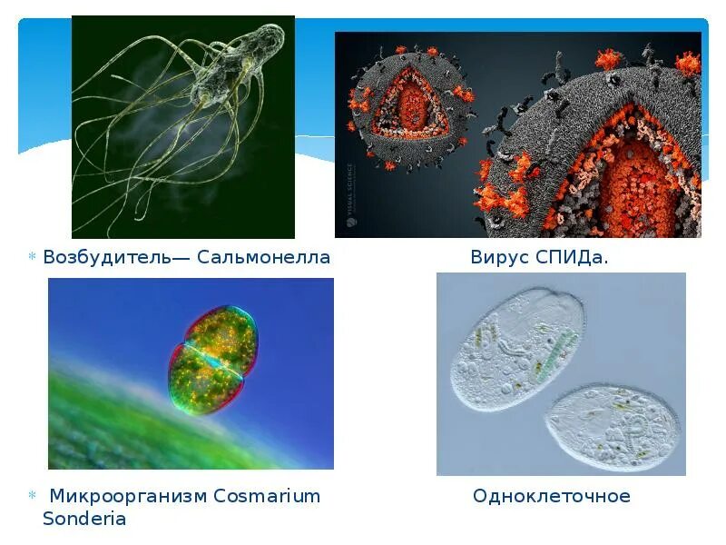 Вирусы одноклеточные или многоклеточные организмы. Вирусы это одноклеточные организмы. Вирусы одноклеточные или многоклеточные организмы. Вирусы одноклеточные или многоклеточные организмы. Одноклеточные организмы.