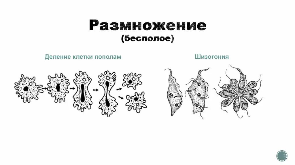 Деление клетки пополам. Типы бесполого размножения простейших. Формы бесполого размножения простейших. Формы бесполого размножения шизогония. Бесполое клеточное деление.