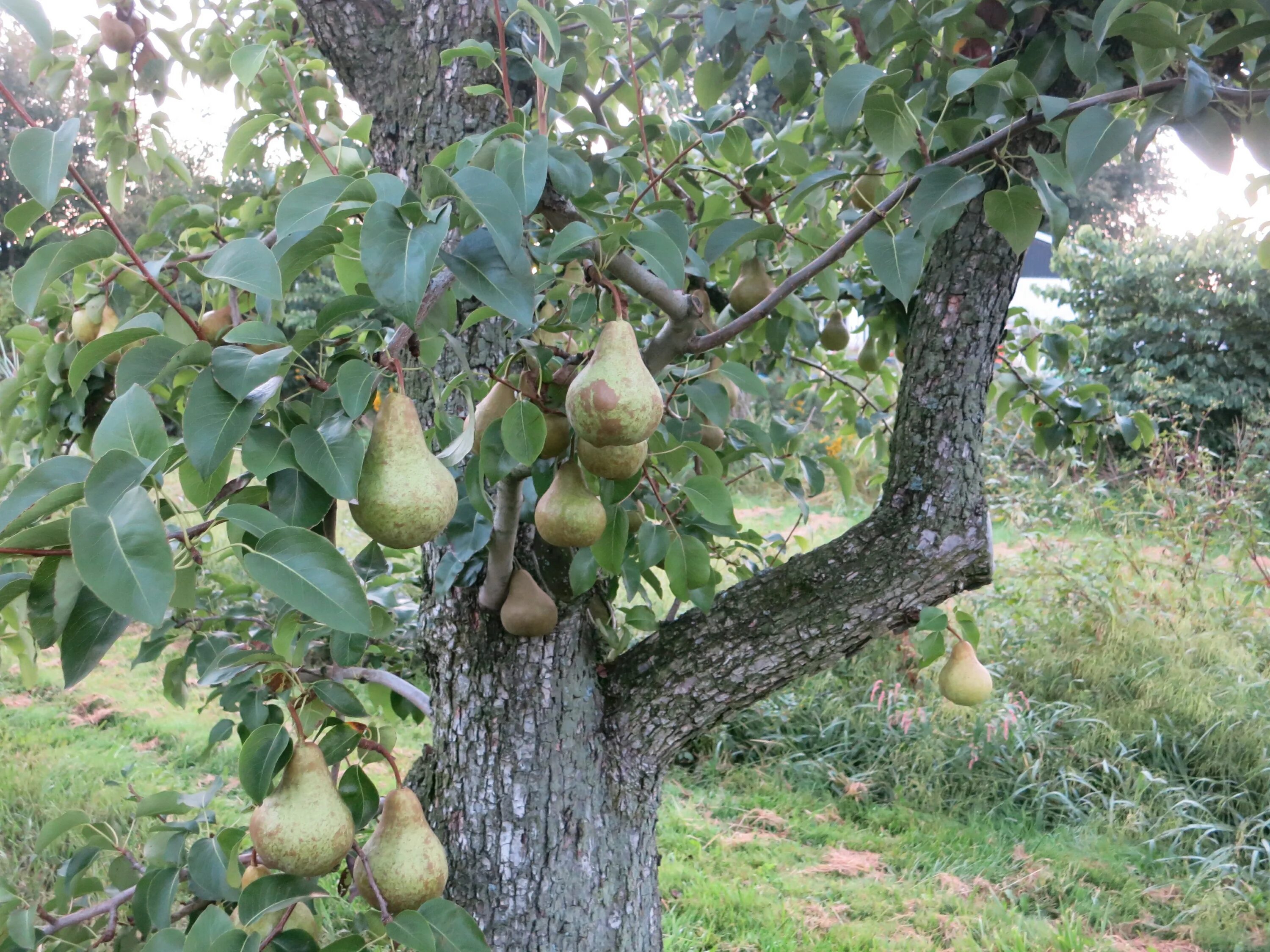 Черкесские сады. Груша Конкорд. Pyrus communis дерево. Груша обыкновенная Лесная. Груша Харроу Делайт.