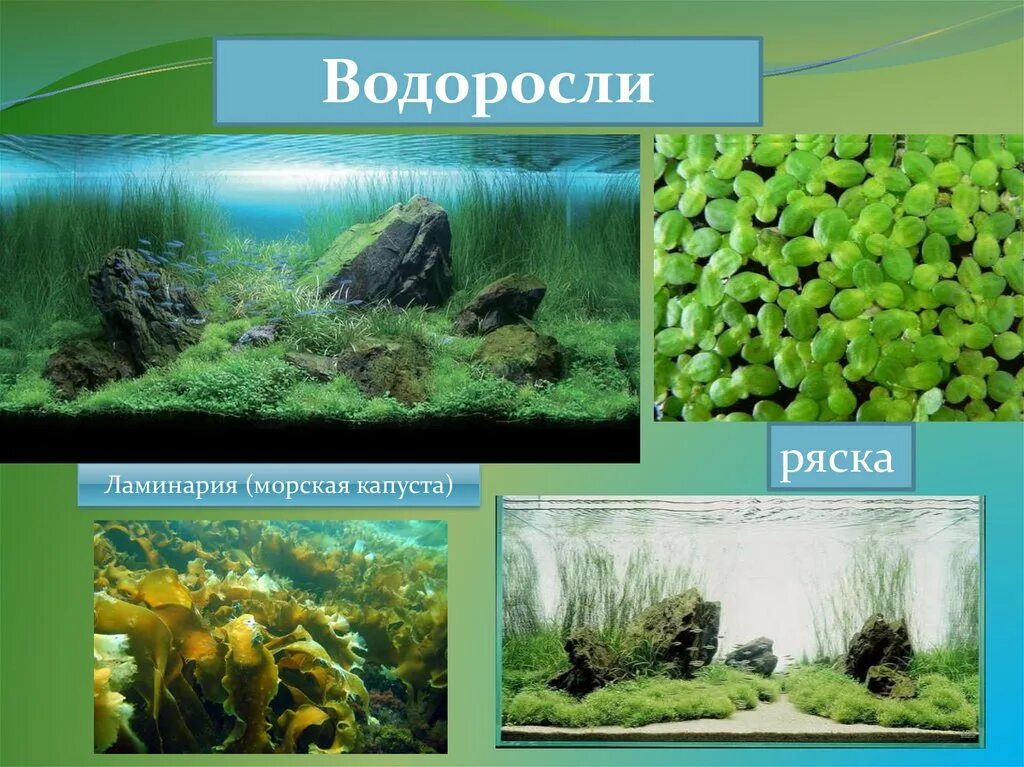 Водоросли. Виды водорослей. Несколько видов водорослей. Водоросли окружающий мир. 3 названия водорослей